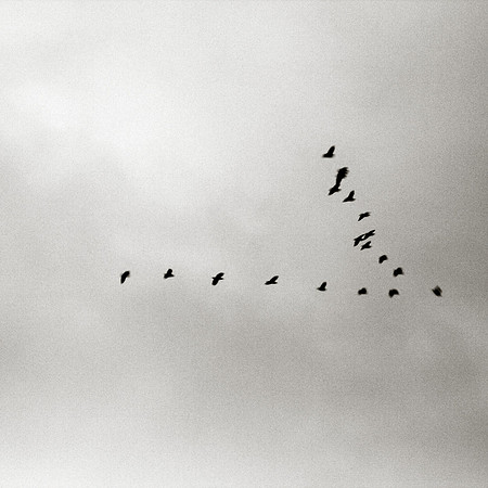 Transmigration