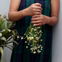 La manzanilla (Chamomile)