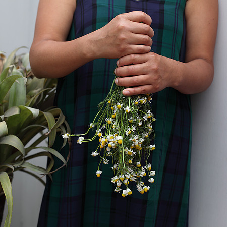 La manzanilla (Chamomile)